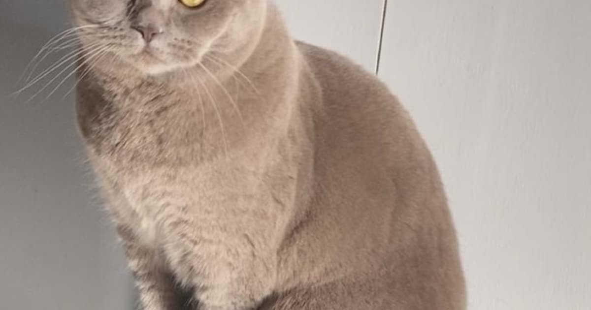 Heb jij Coco gezien? Dit huisdier wordt in Sliedrecht vermist