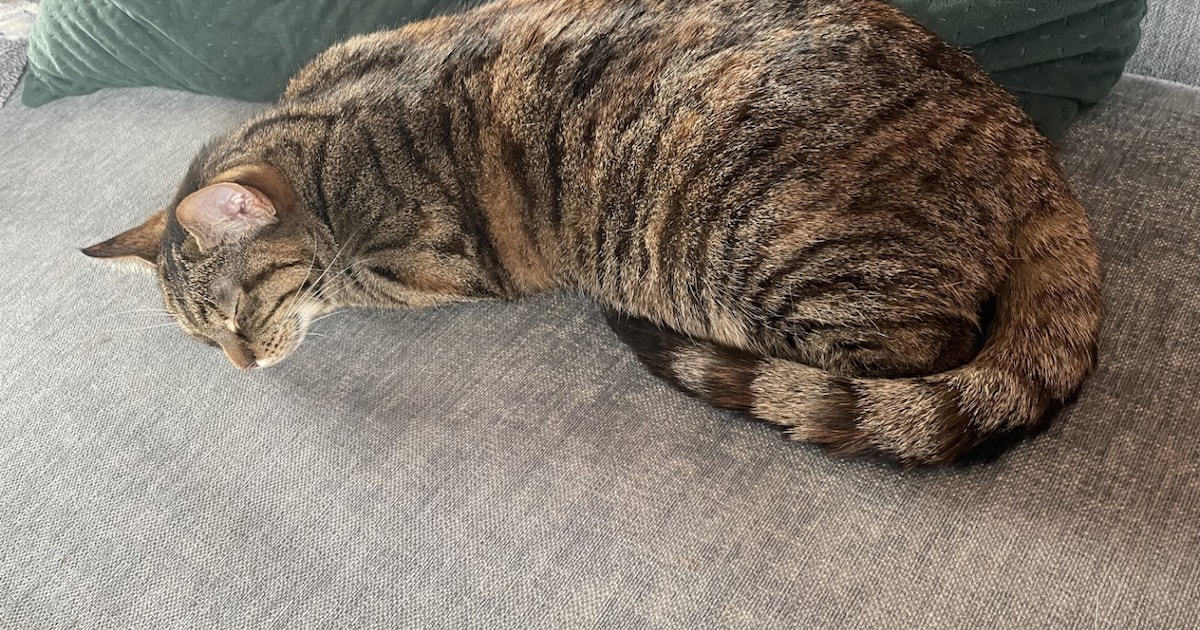 Heb jij Angel of Louis gezien? Deze twee huisdieren worden in Waddinxveen vermist
