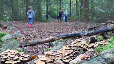 Herfstvakantie: met opa en oma naar het bos!