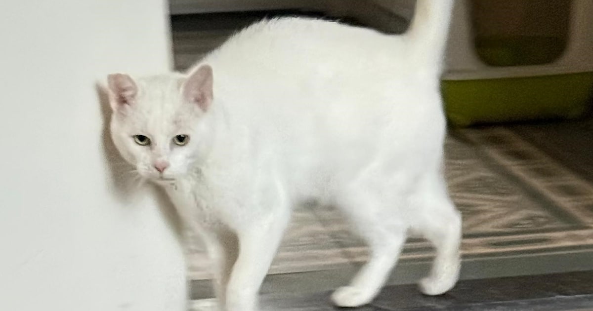 Heb jij Moesje of Beau gezien? Deze twee huisdieren worden in Leudal vermist