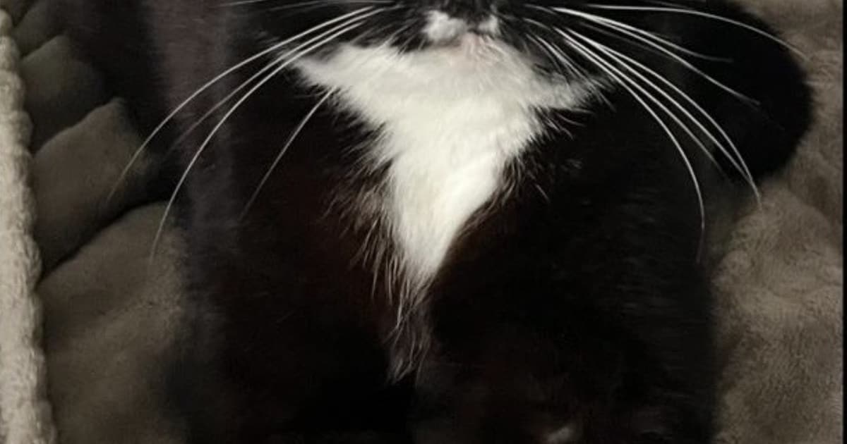 Heb jij Mango of Sjoerd gezien? Deze twee huisdieren worden in Goes vermist