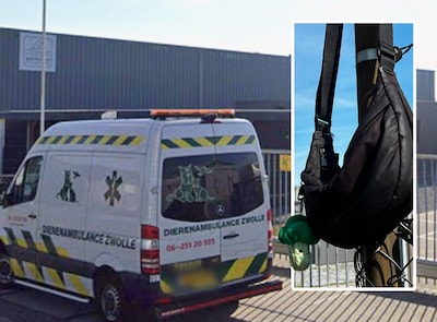 Melanie (29) hangt haar tas aan het hek voordat ze naar jonge zwaluwen gaat. Als ze terugkomt, weet 