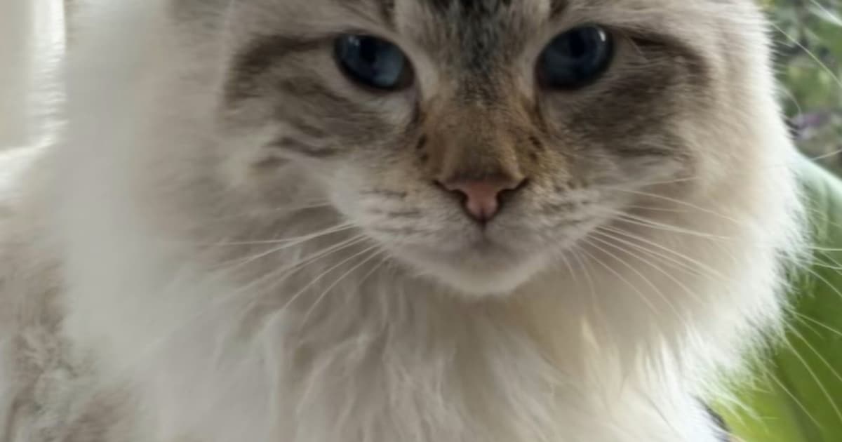 Heb jij Fluffy gezien? Dit huisdier wordt in Heiloo vermist