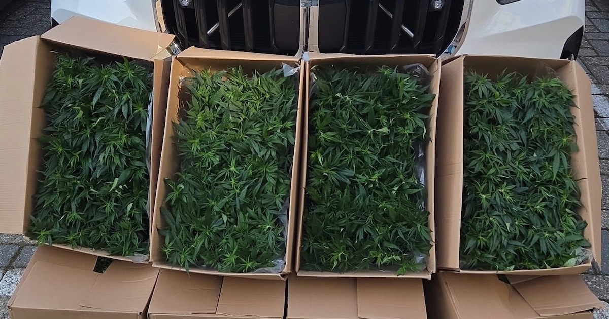 Bestuurder (28) opgepakt bij Urmond voor smokkel van honderden hennepstekjes in gestolen auto