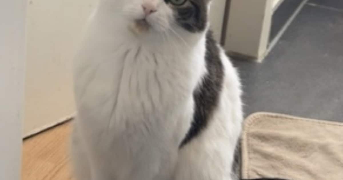 Heb jij Blacky, Addax of Teddy gezien? Deze zes huisdieren worden in Roermond vermist