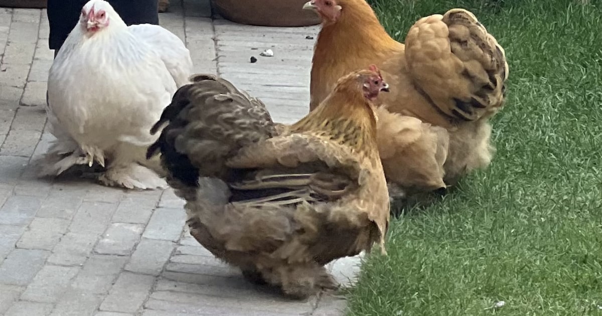 Heb jij Maoi Nugget gezien? Dit huisdier wordt in Wassenaar vermist