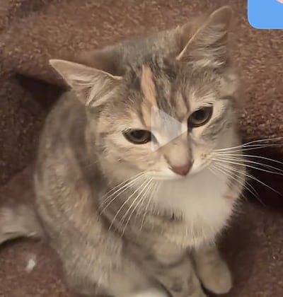 Have you seen Mickey, Nipnoy or Candy? These five pets are missing in Haarlem