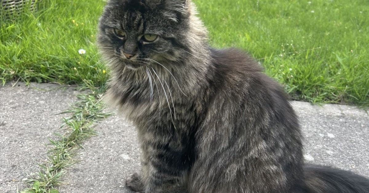 Heb jij Saar gezien? Dit huisdier wordt in Ameland vermist