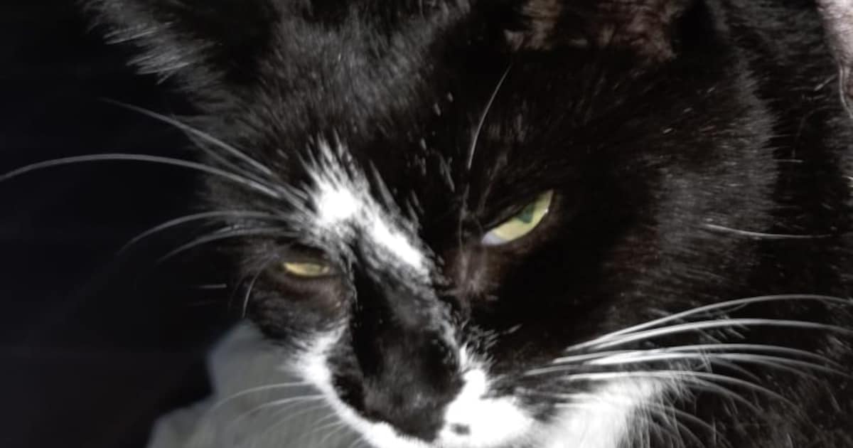 Heb jij Beerus gezien? Dit huisdier wordt in Eemnes vermist