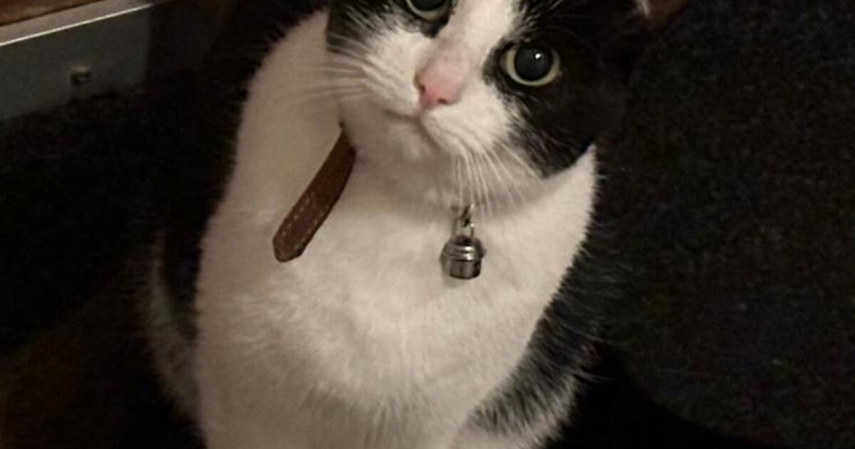 Heb jij Mous gezien? Dit huisdier wordt in Medemblik vermist