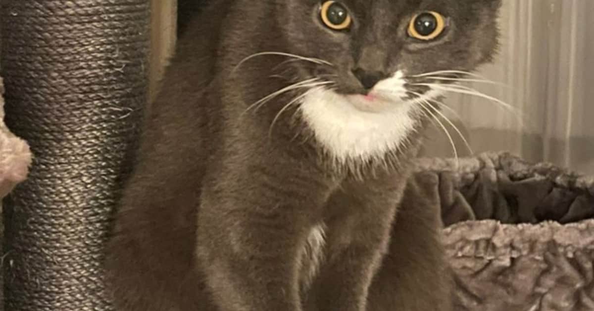 Heb jij Tarzan gezien? Dit huisdier wordt in Stede Broec vermist