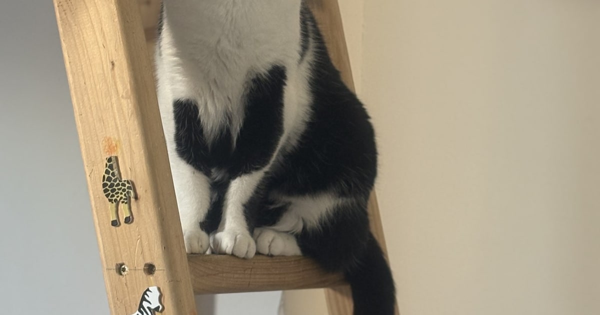 Heb jij Zarwhati of Simba gezien? Deze twee huisdieren worden in Noordwijk vermist