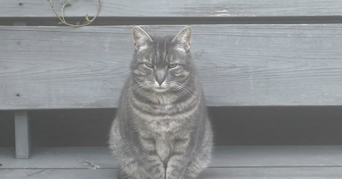 Heb jij Mousse, Siem of Twix gezien? Deze drie huisdieren worden in Zandvoort vermist
