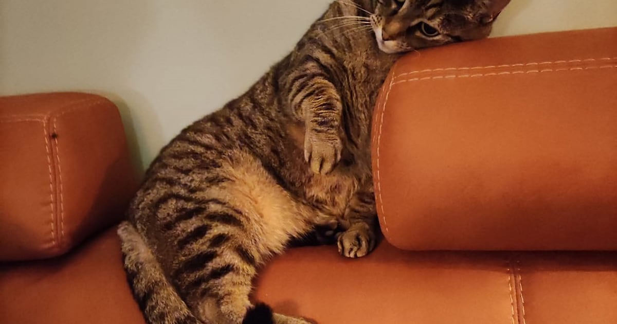 Heb jij Mila gezien? Dit huisdier wordt in Beverwijk vermist