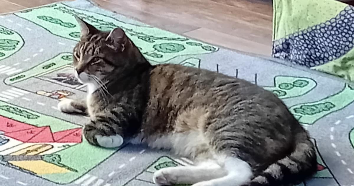 Heb jij Bengel of Lappie gezien? Deze twee huisdieren worden in Vijfheerenlanden vermist