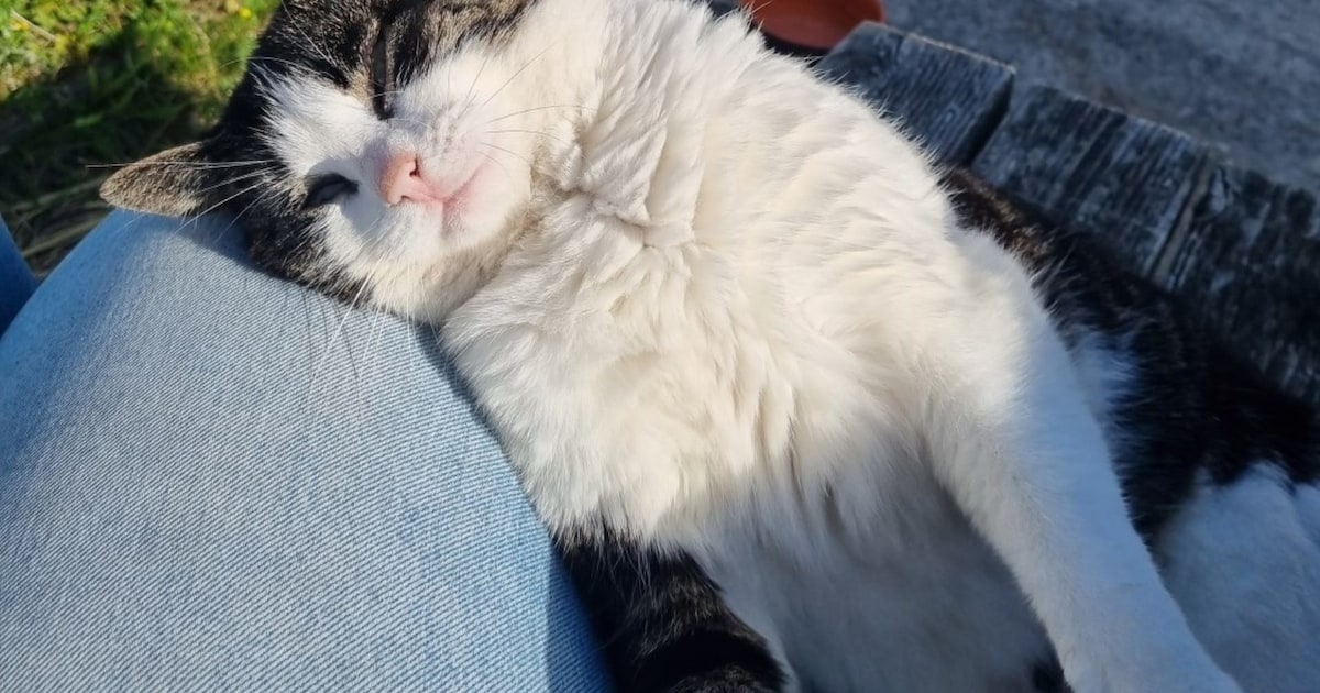 Heb jij Poes gezien? Dit huisdier wordt in Halderberge vermist