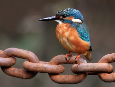 Image related to the article