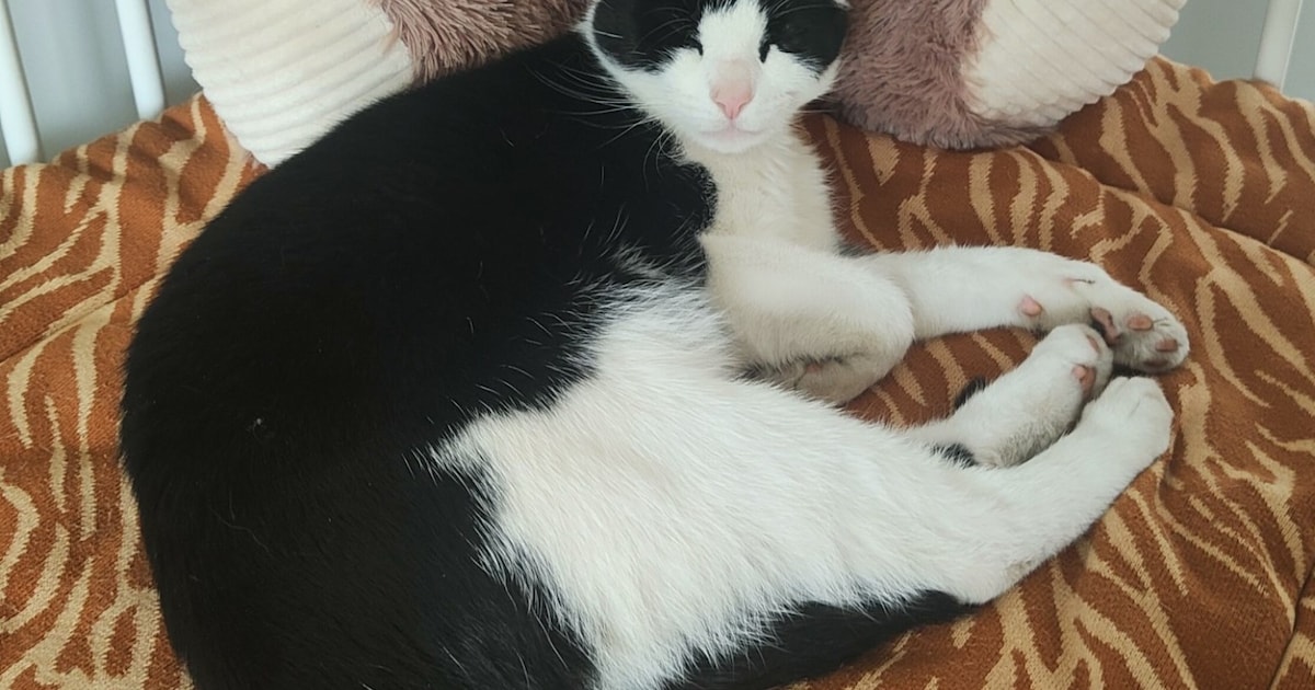 Heb jij Jip, Duifje of Jiggel gezien? Deze drie huisdieren worden in Aalsmeer vermist