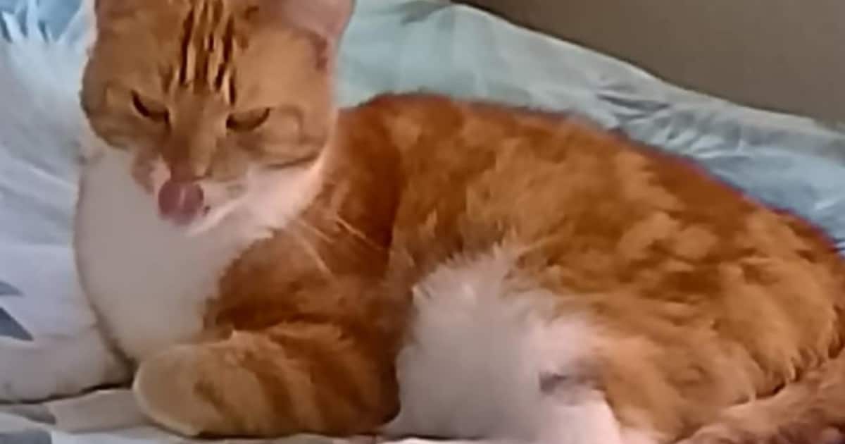 Heb jij Smokey, Saar of Leya gezien? Deze drie huisdieren worden in Nieuwegein vermist