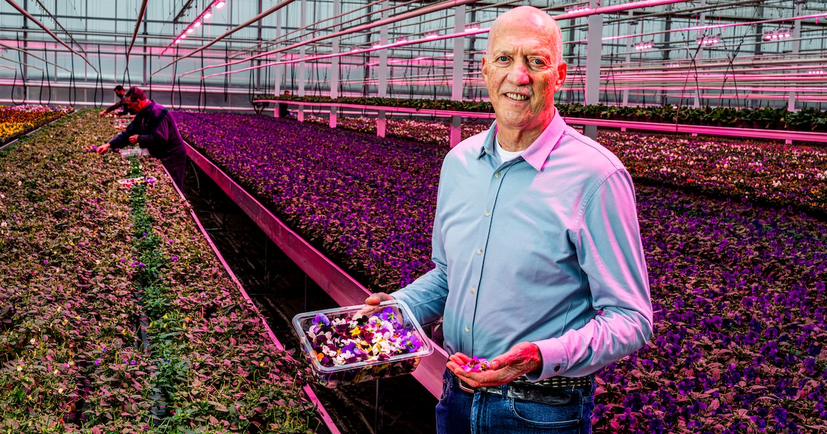Eetbare bloemen zijn booming: Piet levert tot in Dubai zijn viooltjes voor in de champagne