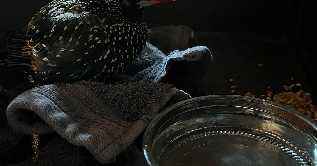 Spreeuw gewond bij Hotel Nobel in Ballum