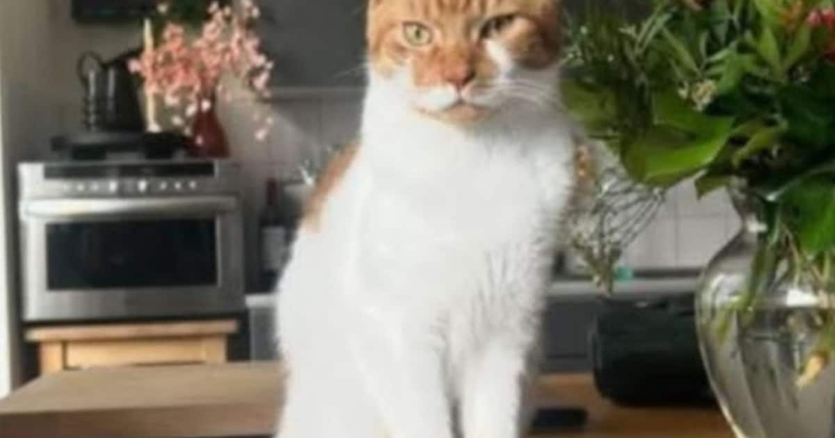 Heb jij Sjonnie gezien? Dit huisdier wordt in Geertruidenberg vermist