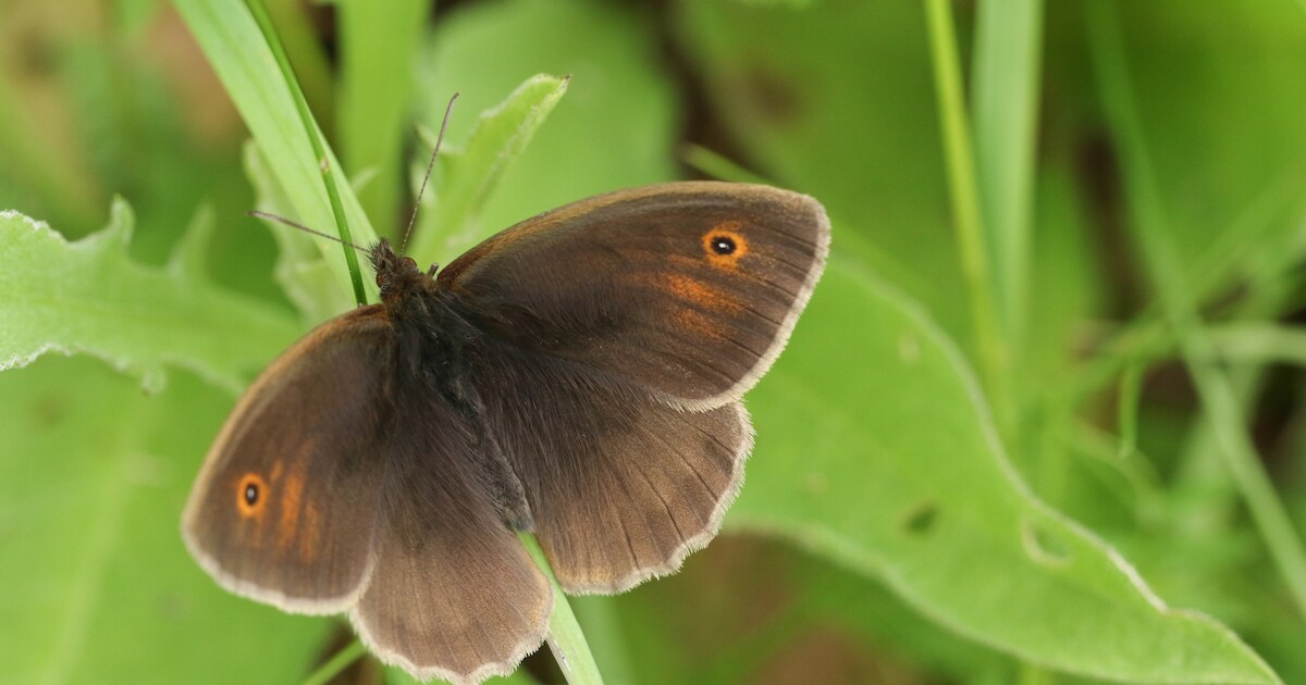 Van landkaartjes tot koevinkjes: flink meer vlinders ‘gespot’ bij jaarlijkse telling in Kuinderbos |
