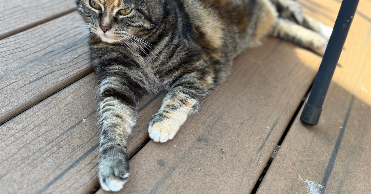 Heb jij Kimi of Lilly gezien? Deze twee huisdieren worden in Gorinchem vermist