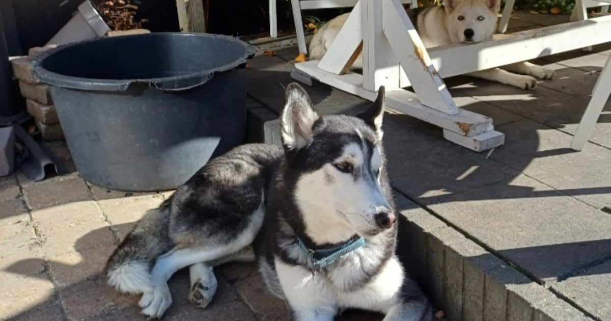 Heb jij Bula gezien? Dit huisdier wordt in Noord-Beveland vermist