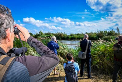 Vogelaars in de ban van de zeldzame purperkoet: ‘Het is een curieus geval’