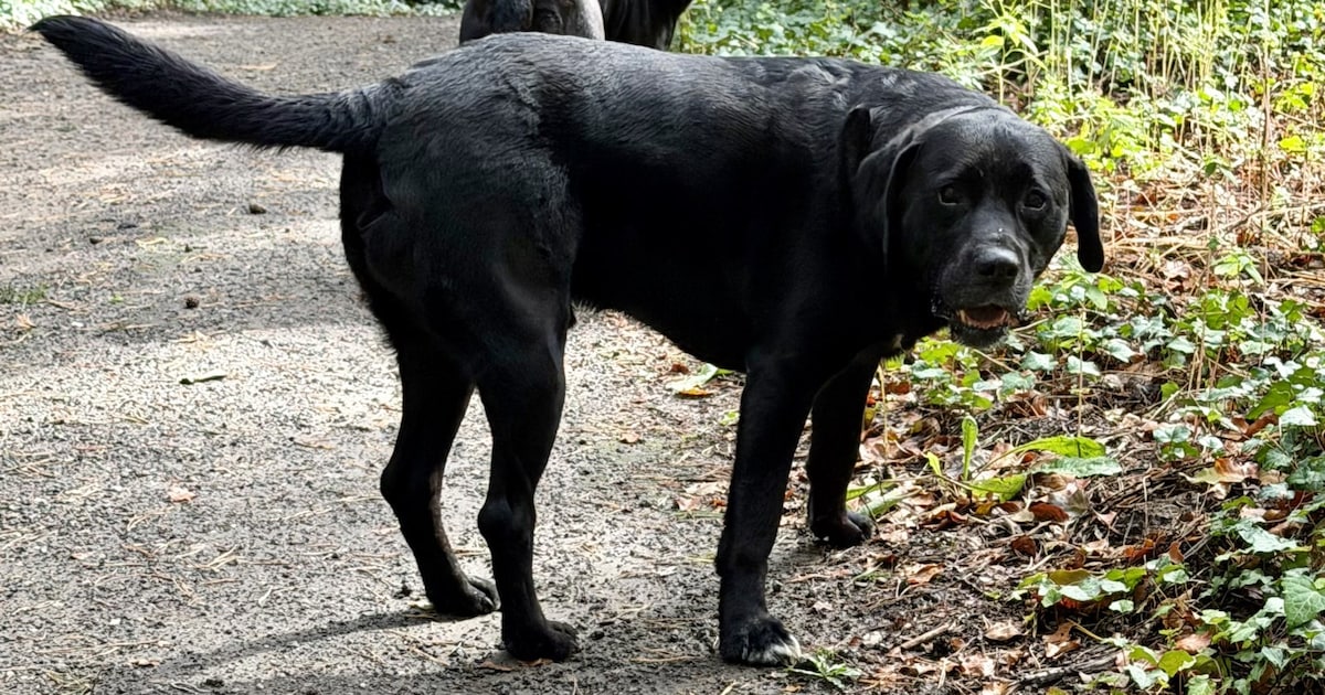Heb jij Kees gezien? Dit huisdier wordt in Nuenen, Gerwen en Nederwetten vermist