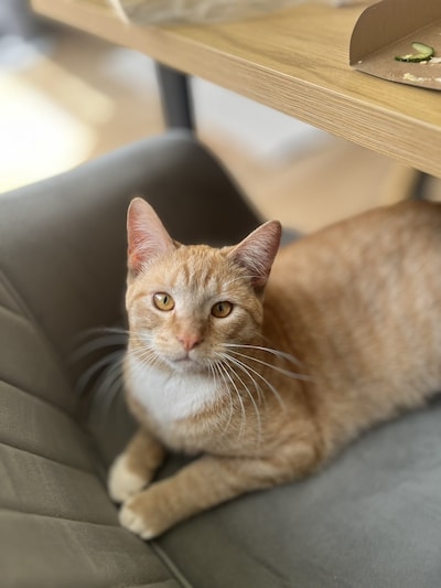Heb jij Simba gezien? Dit huisdier wordt in Oss vermist