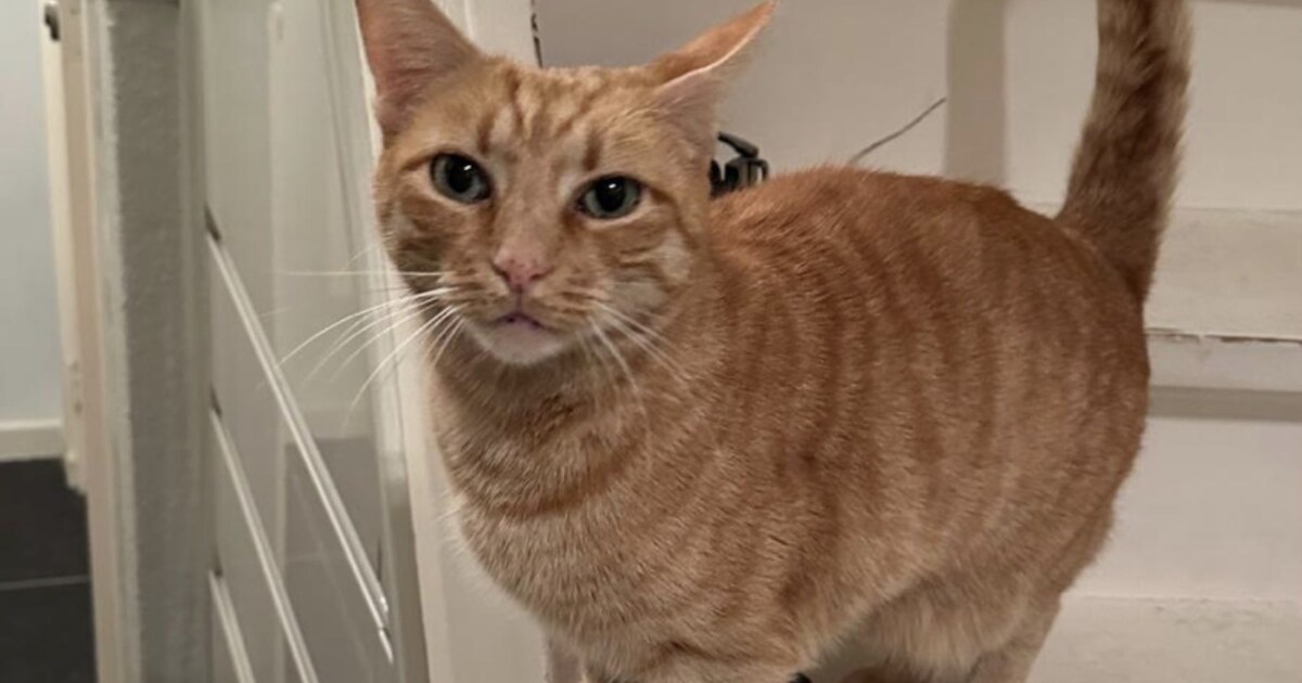 Heb jij Jayckie gezien? Dit huisdier wordt in Teylingen vermist