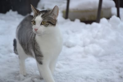 Heb jij Crepes gezien? Dit huisdier wordt in Wageningen vermist