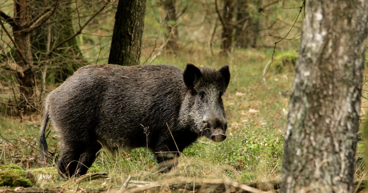 Vroege vogels genieten van Veluwse natuur