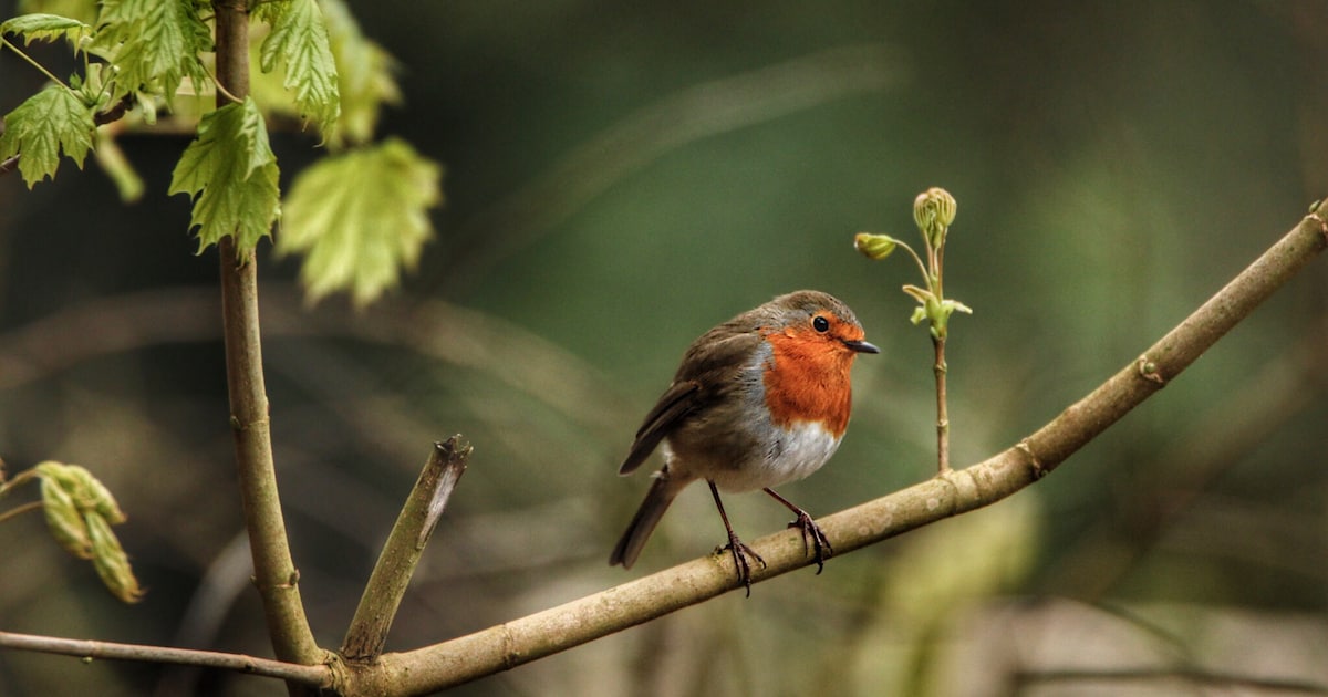 Uitdeelactie in Baarn: gratis bomen en struiken