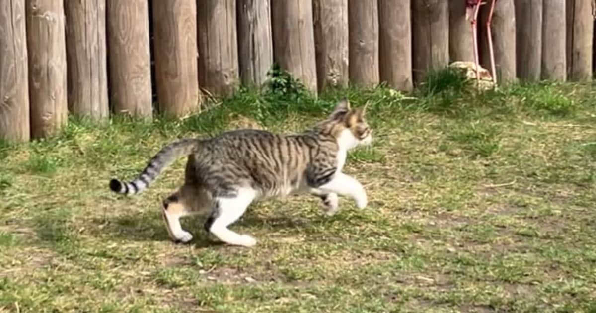 Heb jij Moos gezien? Dit huisdier wordt in Hilversum vermist