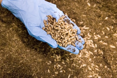 Wakker Dier files complaint against world's largest insect farm over 'nonsense' green claims
