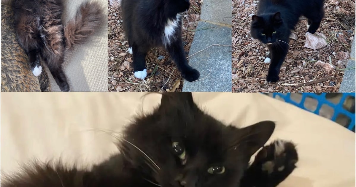 Heb jij Punky, Bikkel of Lunar gezien? Deze vier huisdieren worden in Amstelveen vermist