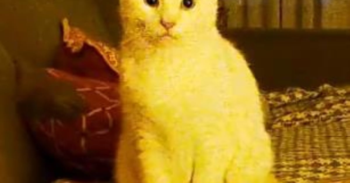 Heb jij Raki gezien? Dit huisdier wordt in Waalre vermist