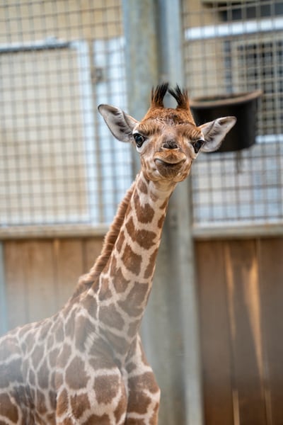 Burgers’ Zoo verwelkomt nieuwe baby giraffe