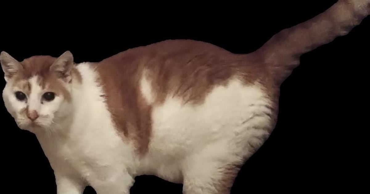 Heb jij Simba gezien? Dit huisdier wordt in Scherpenzeel vermist