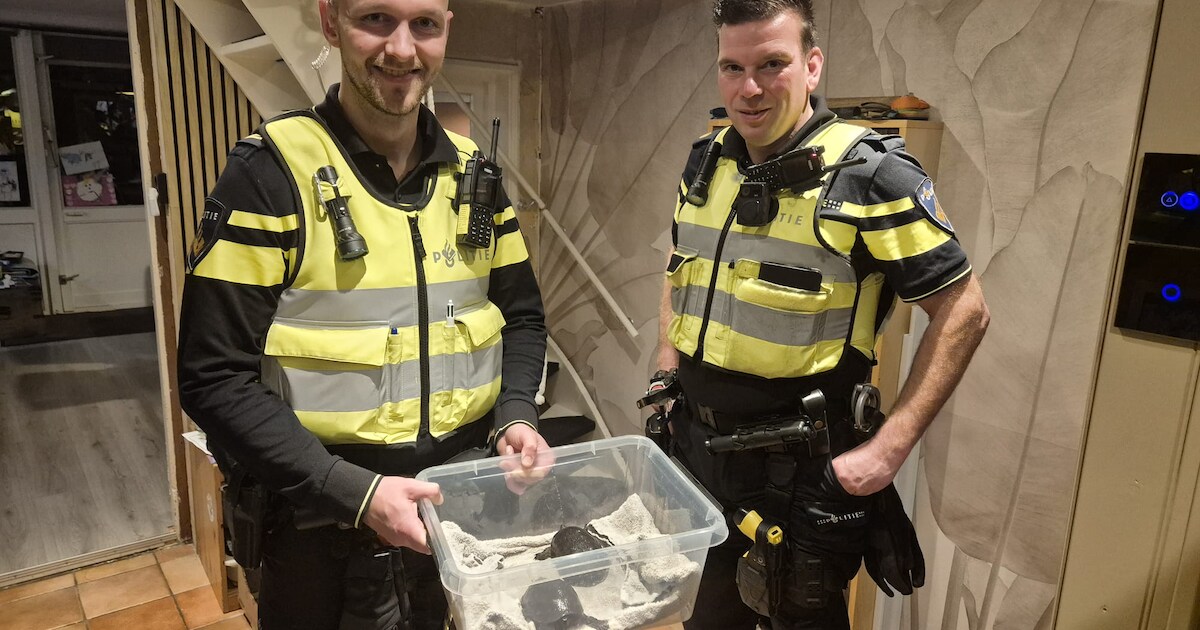 Politie Noord-Holland Noord redt schildpadden uit huis zonder stroom of verwarming