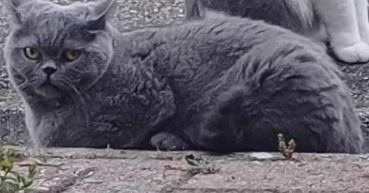 Heb jij Chiara of Ruby gezien? Deze twee huisdieren worden in Midden-Groningen vermist