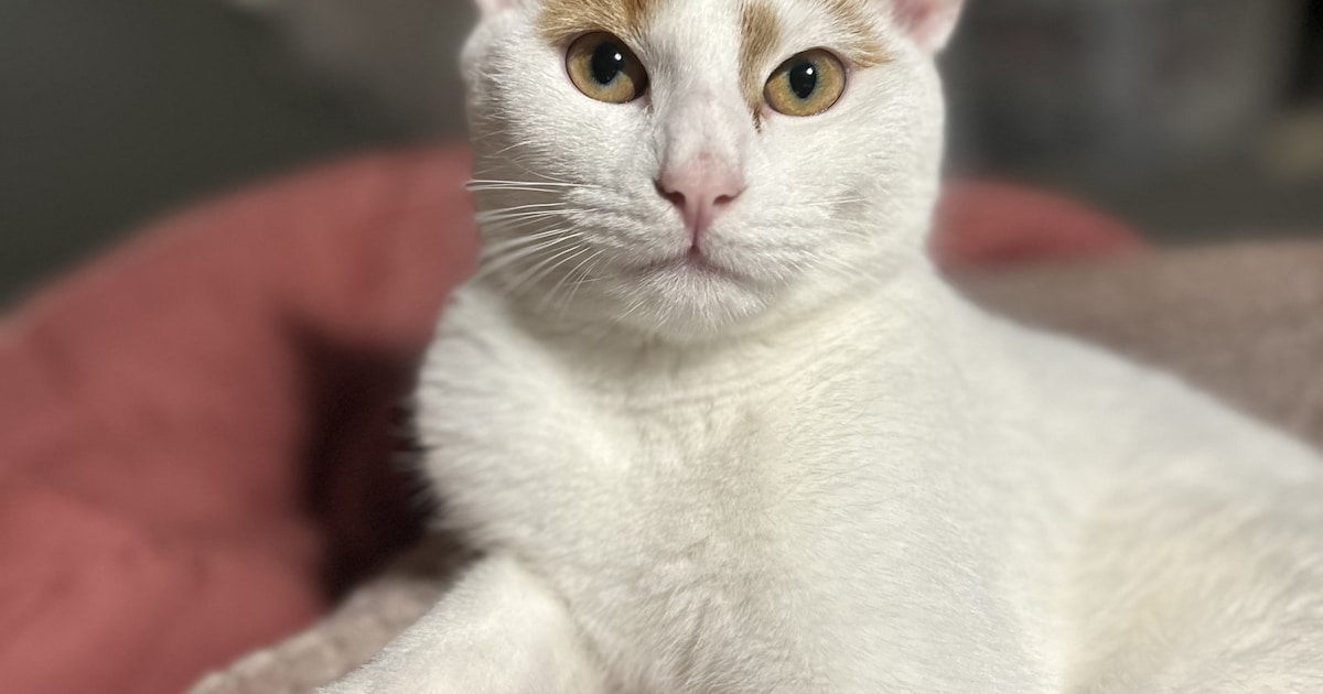 Heb jij Tikkie gezien? Dit huisdier wordt in Diemen vermist