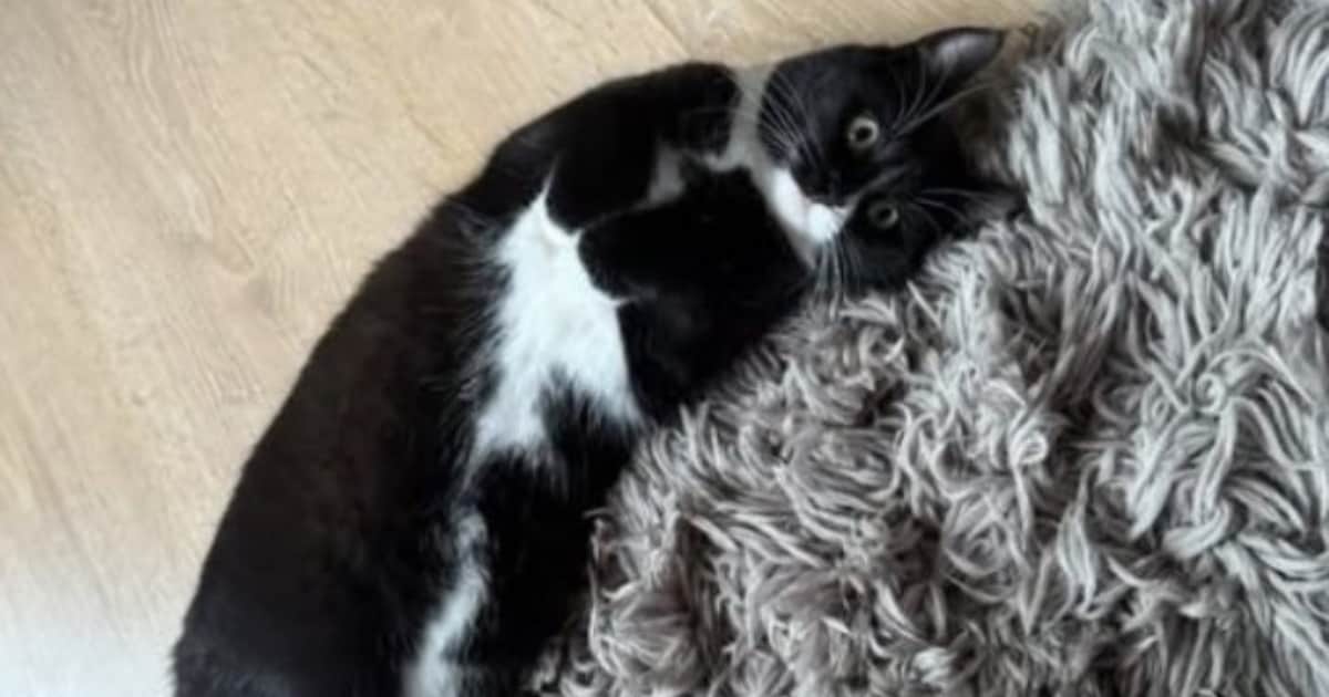 Heb jij Joep of Meave gezien? Deze twee huisdieren worden in Hilversum vermist