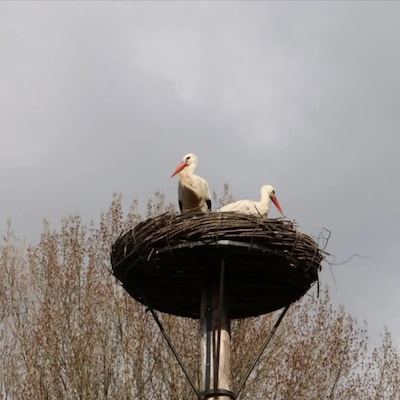 Na twee jaar eindelijk een ooievaarskuiken bij Parkboerderij de Kiboe-hoeve, maar helaas met slechte
