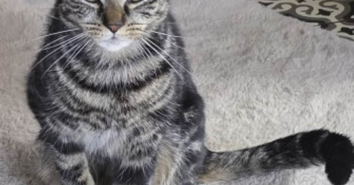 Heb jij Tommie of Lola gezien? Deze twee huisdieren worden in Hof van Twente vermist