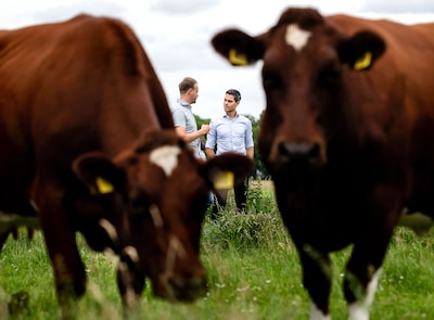Nitrogen plans leaked: fewer cows and stricter measures near nature reserves