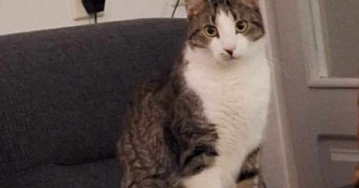 Heb jij Cas of Miep gezien? Deze twee huisdieren worden in Coevorden vermist